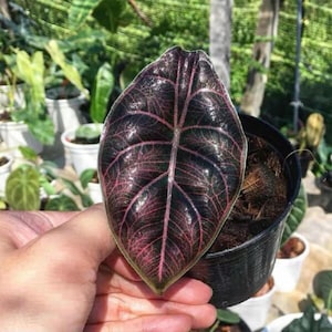 May include: A close-up of a dark, glossy Alocasia leaf with prominent pink veins. The leaf is held in a hand, with a black pot containing soil and a small plant visible in the background. The leaf's texture is smooth and reflective.