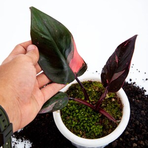 Puede incluir: Una planta de filodendro princesa rosa en maceta blanca. Las hojas son de color verde oscuro con toques de rosa. La maceta está llena de musgo verde. Una planta de interior popular.