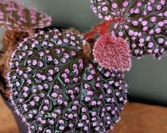 Begonia Botanicaz ‘Pink Urchin’ (Planta viva) - Planta exótica tropical de interior - Certificado fitosanitario