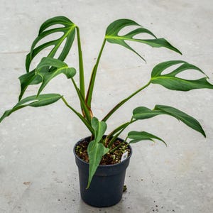 Monstera Burle Marx Flame - Single Leaf Rooted Cutting - Tropical Indoor Exotic Plant