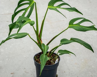 Monstera Burle Marx Flame - Esqueje enraizado de una sola hoja - Planta exótica tropical de interior