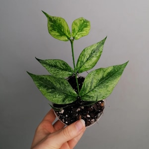 Pode incluir: Uma pequena planta em vaso com folhas variegadas verdes e amarelas vibrantes. A planta está em um vaso de plástico transparente cheio de terra escura. As folhas têm um padrão salpicado e gotículas de água.
