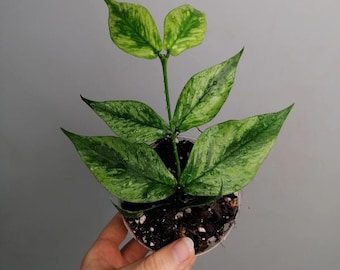 Hoya Polyneura Variegated "Fish-Tail Hoya" - Tropical Indoor Exotic Plant - Rooted Live Houseplant