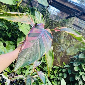 Musa Nono Pink Variegated Banana - Tropical Indoor Exotic House Plants and Corms