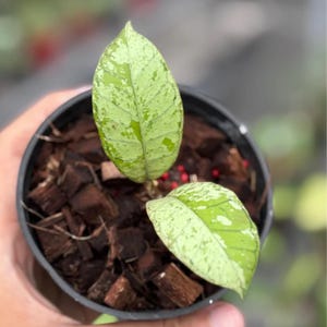 Hoya Gunung Gading Ghost - Tropisk exotisk krukväxt - Fytosanitärt certifikat