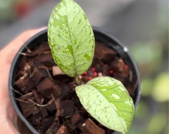 Hoya Gunung Gading Ghost - tropische exotische plant voor binnen - fytosanitair certificaat
