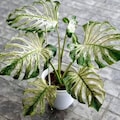 Monstera Devil Monster Variegated - Tropical Indoor Exotic Plants and Cuttings product logo