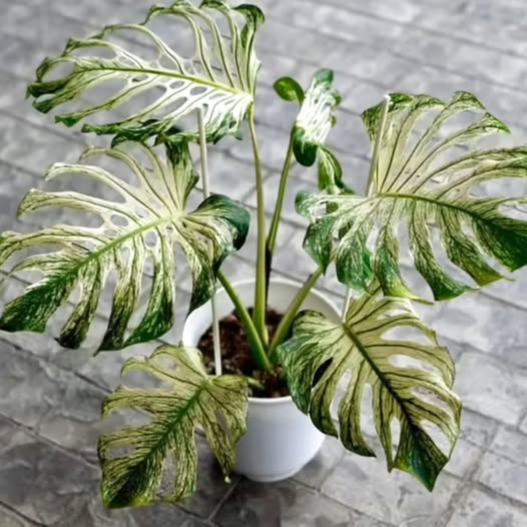 モンステラ デビルモンスター Monstera 'Devil Monster' 組織培養苗