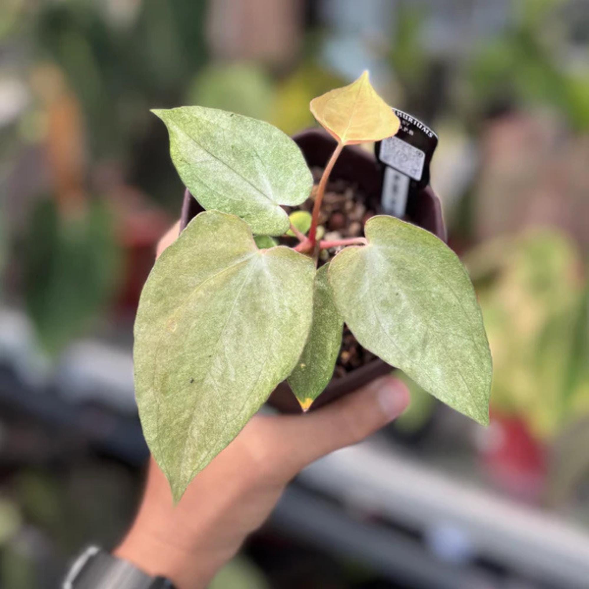Anthurium papillilaminum - Etsy 日本