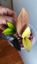 ZZ Black Pink Variegated Multi-Color - Single Leaf Rooted Cutting - Tropical Indoor Exotic Plant product logo