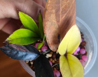 ZZ Black Pink Variegated Multi-Color - Single Leaf Rooted Cutting - Tropical Indoor Exotic Plant