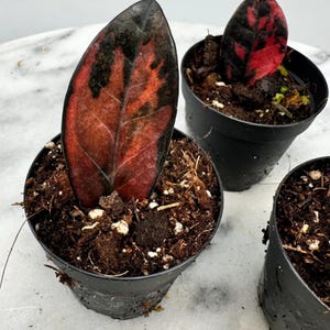 Zamioculcas variegata - Etsy 日本
