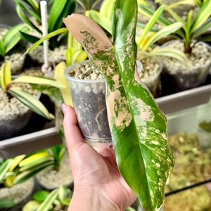 Pode incluir: Uma foto em close-up de uma estaca de planta Philodendron Pink Princess. A folha é verde vibrante com variegatações rosa. A estaca é mantida em um copo de plástico transparente com terra e pedras pequenas. Outras plantas são visíveis ao fundo.