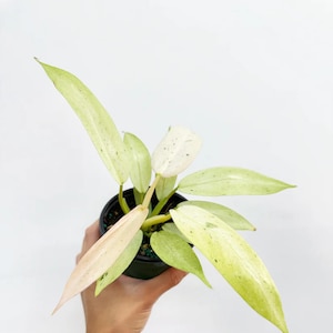 Philodendron Whipple Way (planta viva) - Planta exótica tropical de interior - Certificado fitosanitario