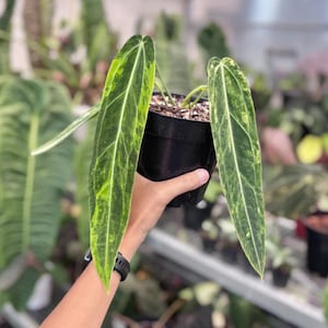 May include: A potted plant with long, variegated leaves. The leaves are a vibrant green with yellow and white patterns, and the plant is in a black pot. The background is blurred, suggesting a greenhouse or plant nursery setting.