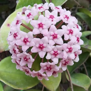 Puede incluir: Primer plano de un racimo de flores de color rosa pálido en forma de estrella, con centros magenta intenso. Las flores están densamente agrupadas en forma esférica, rodeadas de hojas verdes. La imagen destaca los delicados pétalos y los colores vibrantes.