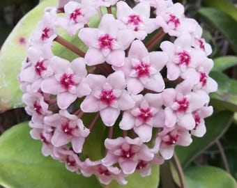 Cire Hoya Carnosa - Plante d'intérieur exotique tropicale d'intérieur - Certificat phytosanitaire