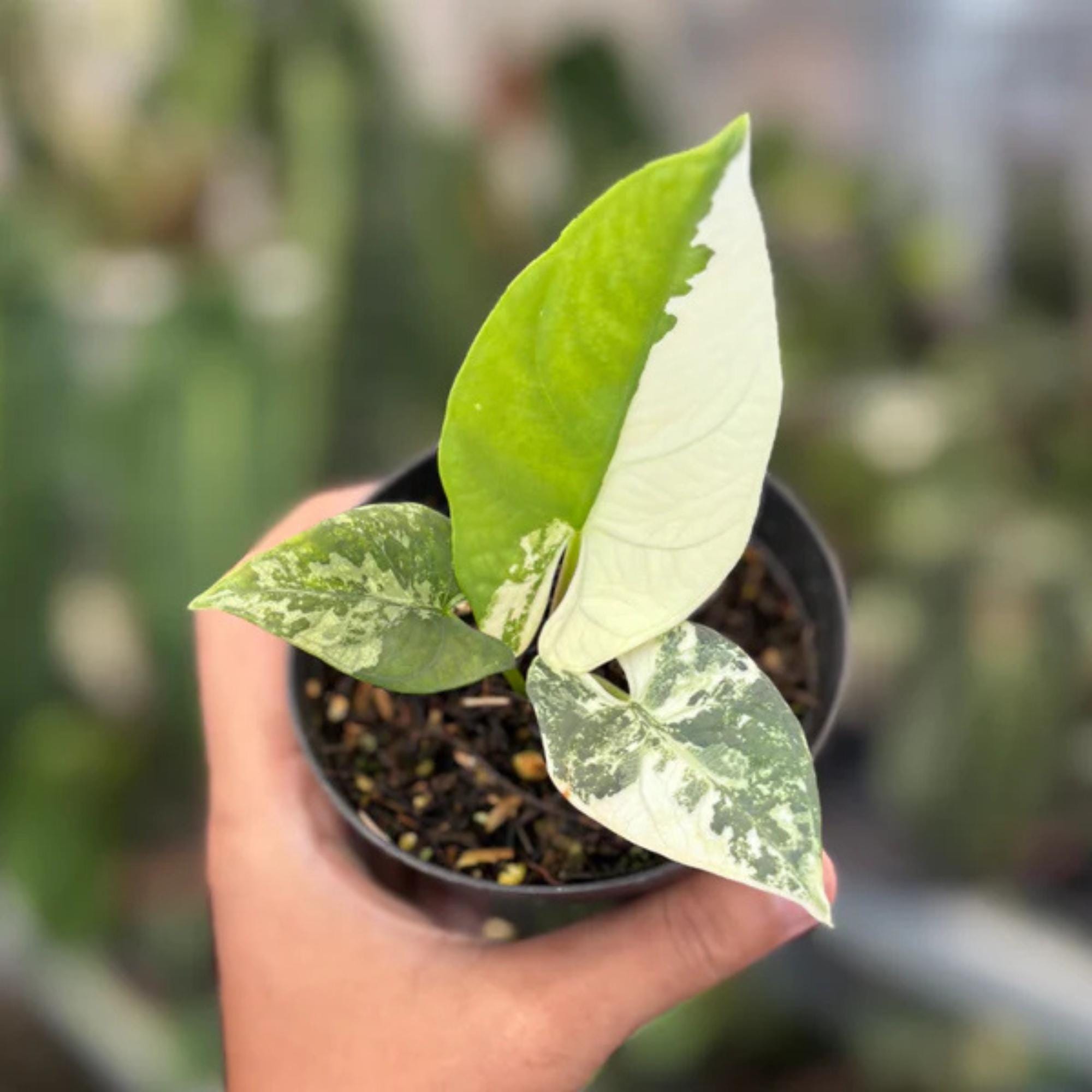 Alocasia bisma - Etsy 日本