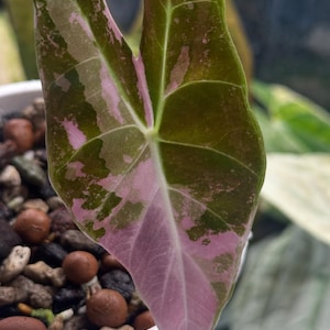 Alocasia Black Satin Pink Albo Variegated Plant – Rare Tropical Indoor Exotic Corms
