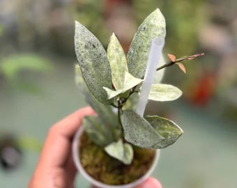 Hoya Lacunosa Winter Pandora - Planta exótica tropical de interior - Planta de interior viva enraizada