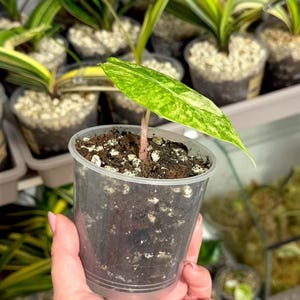 Alocasia Rhizome - Etsy Israel
