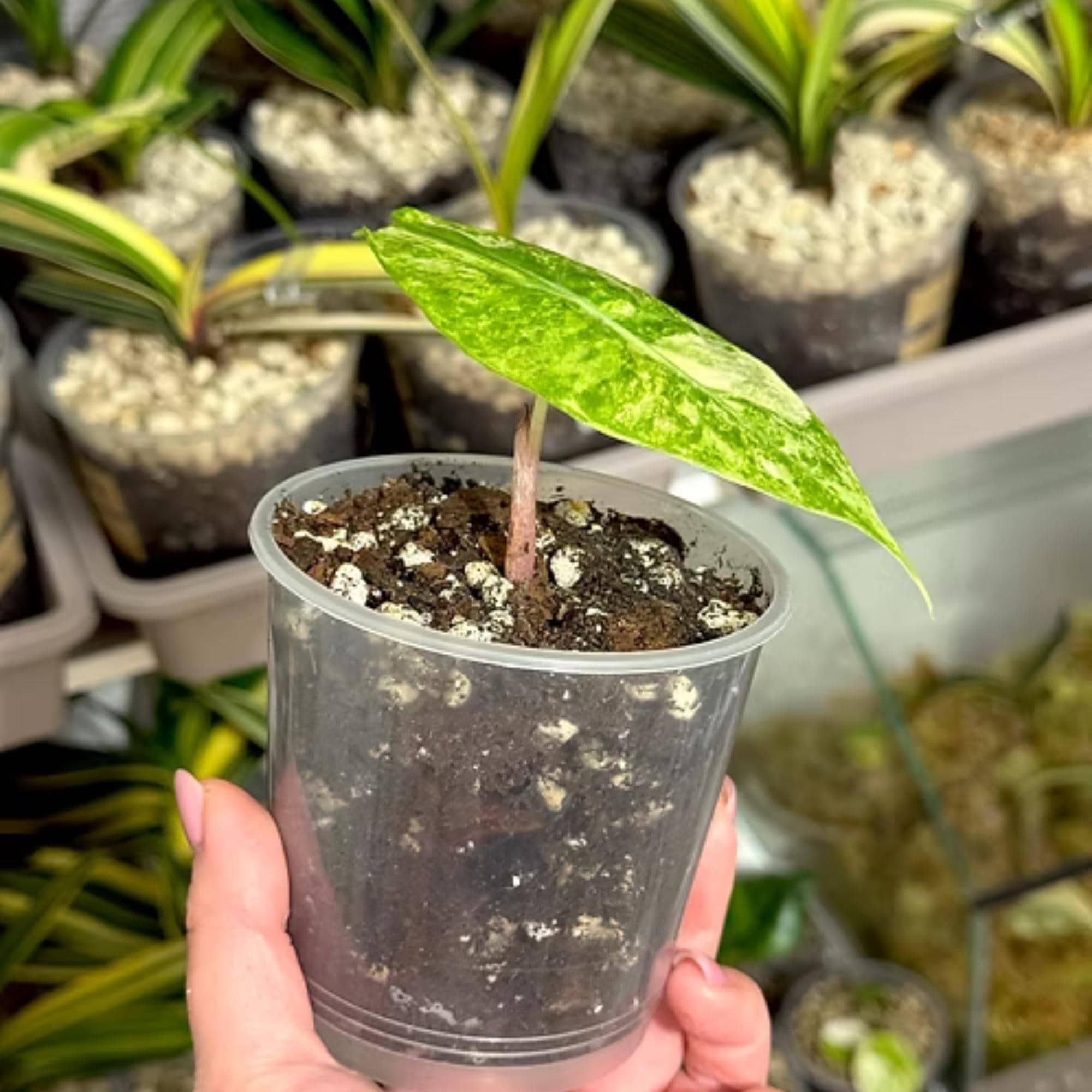 Alocasia rare - Etsy 日本