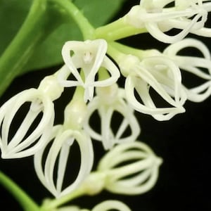 Op de afbeelding: Close-up van delicate witte bloemen met ingewikkelde, gebogen bloemblaadjes. De bloemen zijn gegroepeerd op een groene stengel tegen een zwarte achtergrond. De bloemblaadjes hebben een unieke, kooi-achtige structuur.