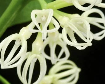 Hoya decipulae Bonte zeldzame exotische bloeiende plant Kamerplant voor binnen