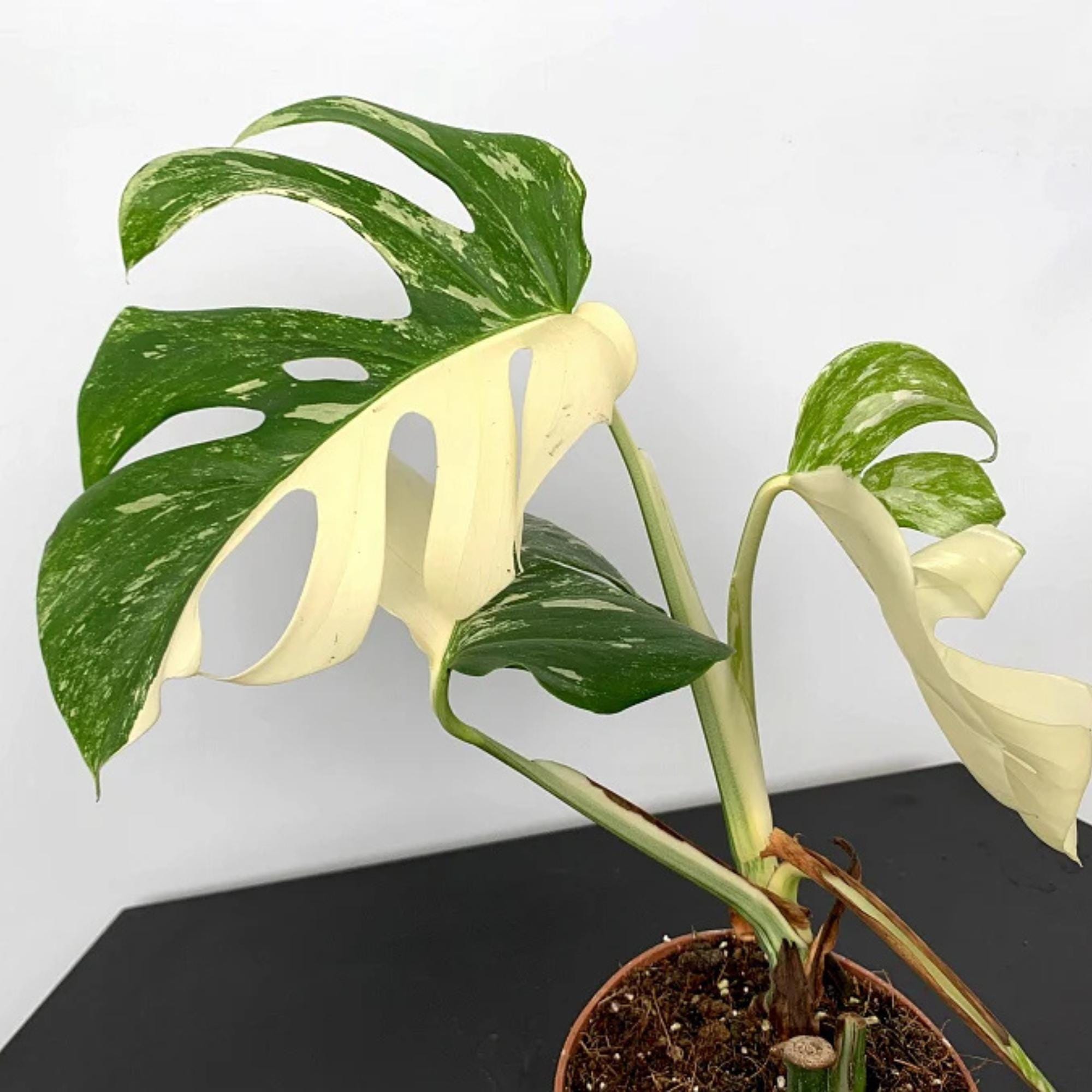 monstera wintergarten Monstera Erde 10 L main image 0