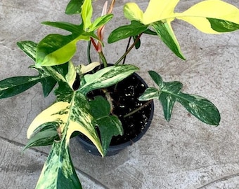 Philodendron Florida Beauty Variegated - Tropisk inomhus exotisk krukväxt - Fytosanitärt certifikat