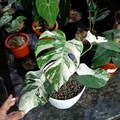 Monstera Albo White Tiger Variegated - Tropical Indoor Exotic Plant - Rooted Live Houseplant product logo