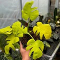 Lemon Lime Golden Monstera Deliciosa Aurea - Tropical Indoor Exotic Corms - Rooted Live Houseplant product logo