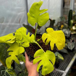 caramel marble pink philodendron Philodendron Caramel Marble | 4