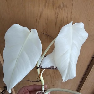 Könnte beinhalten: Nahaufnahme einer Pflanze mit großen, weißen Blättern. Die Blätter haben ausgeprägte Adern und eine glatte Textur. Die Stiele sind hellgrün und die Wurzeln sind sichtbar. Der Hintergrund ist eine Holzoberfläche.