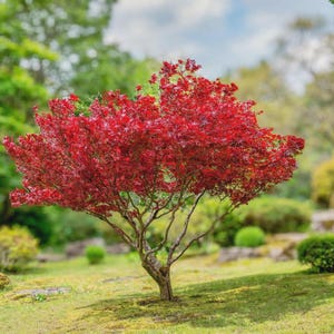 Peut inclure: Un érable du Japon doté d'un feuillage dense aux feuilles palmées d'un rouge éclatant. L'arbre présente un tronc gris clair à tiges multiples qui se ramifie en une forme large et arrondie, se détachant nettement sur un jardin vert flou.