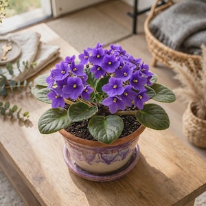 May include: A vibrant African violet plant with numerous deep purple flowers and bright yellow centers, potted in a round ceramic planter featuring a glazed purple and cream drip pattern, resting on a matching saucer filled with dark potting soil.