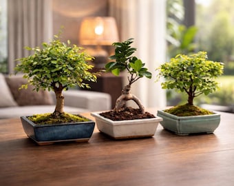 succulent bonsai 4