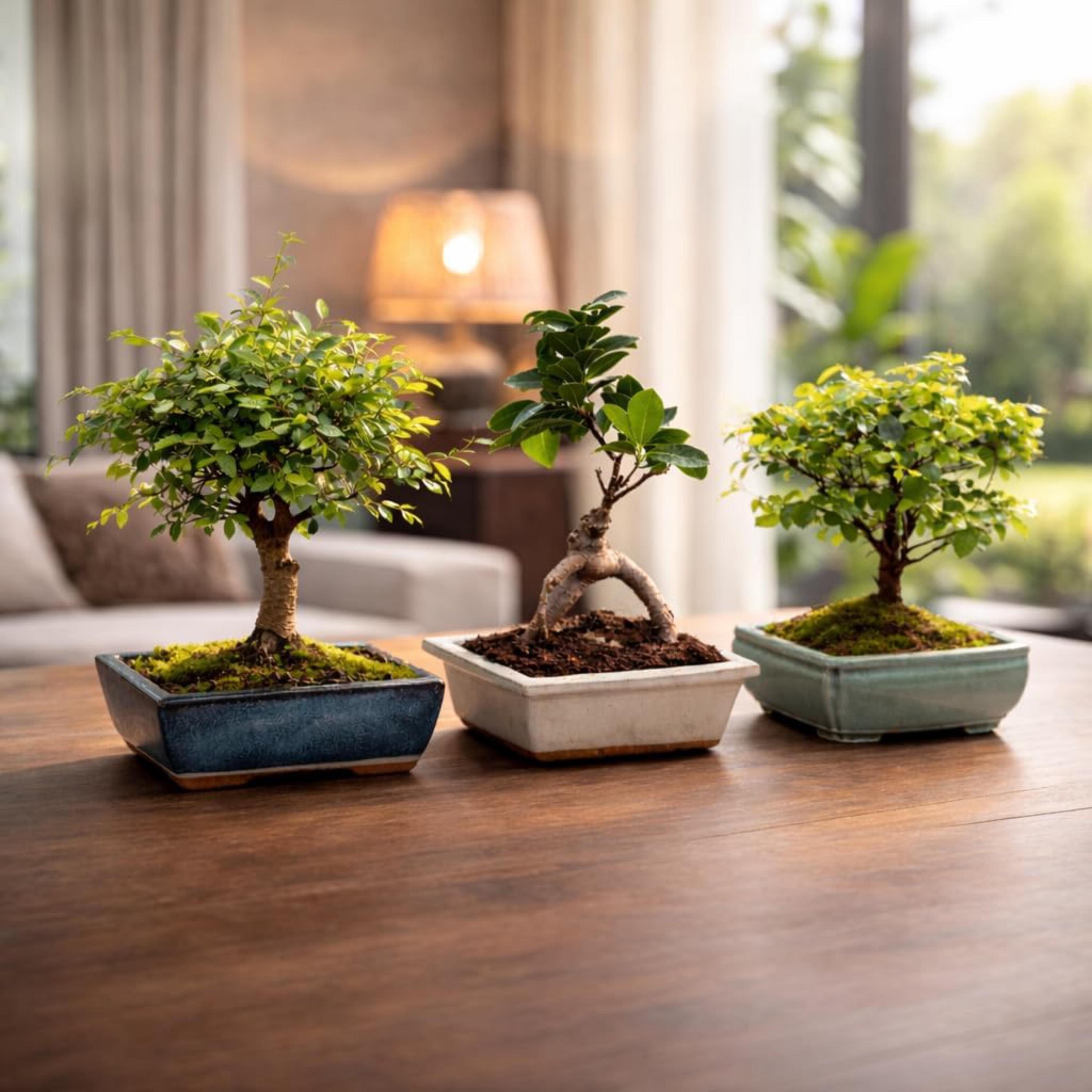 geigenfeige online bestellen Geigenfeige kaufen | Ficus lyrata main image 0