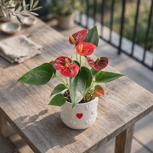 May include: An Anthurium plant with vibrant red, heart-shaped spathes and dark green, glossy leaves. The plant is potted in a white ceramic container featuring embossed heart patterns and a single painted red heart on the front surface.