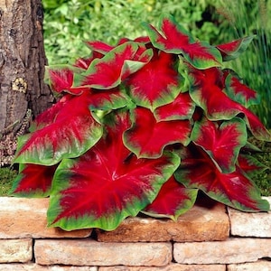 May include: A rustic wooden sign with the text "Welcome to our home" in white lettering. The sign features a distressed finish and a simple, inviting design, perfect for entryway decor.