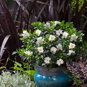 May include: A potted gardenia plant with numerous white flowers and green leaves. The plant is in a weathered, turquoise-colored ceramic pot. Dark burgundy foliage provides a backdrop, with other greenery in the foreground.