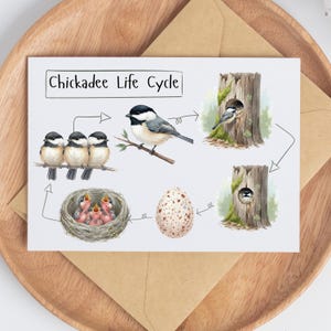 以下が含まれることがあります： 「Chickadee Life Cycle」のテキストが入ったグリーティングカードには、シジュウカラのライフステージのイラスト図が描かれています。ステージには、卵、巣立ち、枝の上のシジュウカラ、木の中のシジュウカラが含まれます。カードは木製のトレイの上にあります。