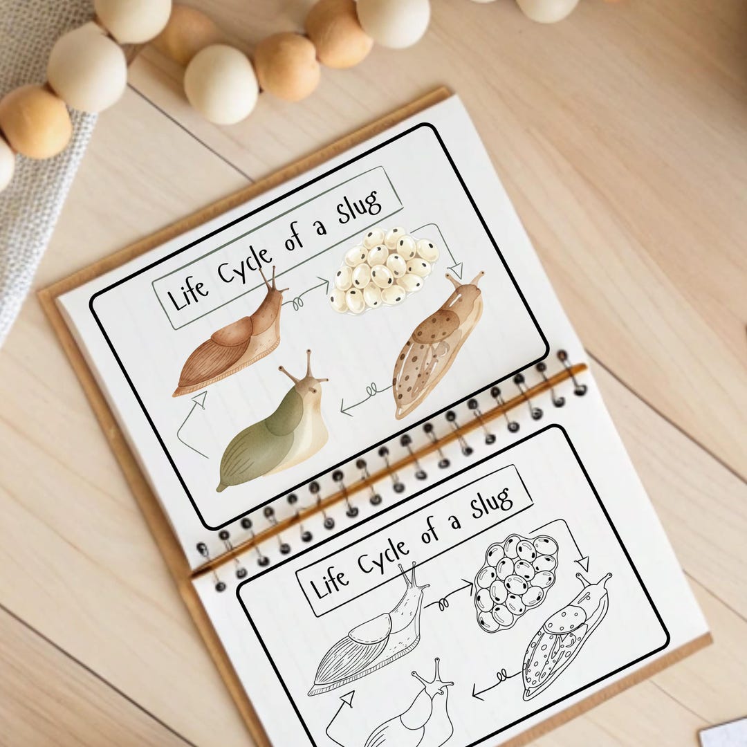 Slug Worksheet Slug Life Cycle Nature Study | PDF Download + Canva Template - Etsy