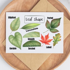 May include: A botanical illustration card featuring various leaf shapes, including elliptical, cordate, and lobed. The card displays the text "Leaf Shape" and labels each leaf type. The card is set on a wooden tray with a brown envelope.