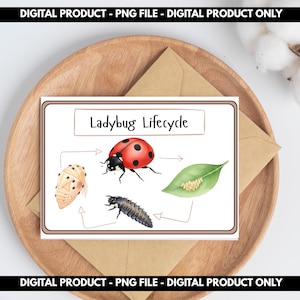 May include: A digital illustration of a ladybug lifecycle, featuring stages from egg to adult. The image includes a red and black ladybug, a green leaf, and other developmental stages. The text "Ladybug Lifecycle" is displayed at the top.