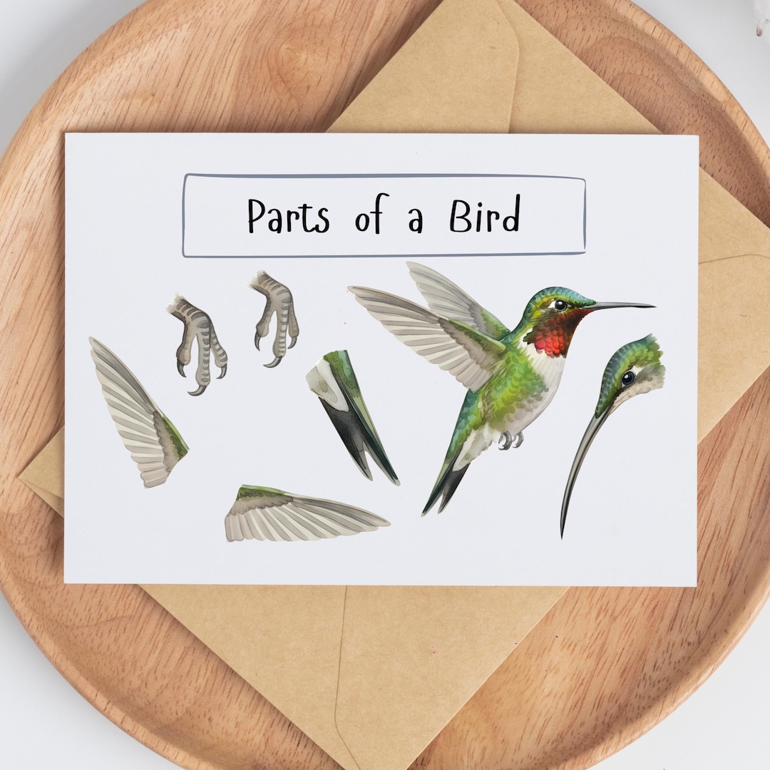 Montessori Parts of a Bird Mini Nature Study | PDF Print and Canva ...