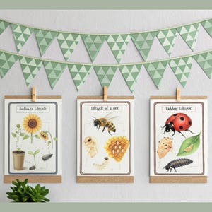 May include: Three educational posters illustrating plant and insect life cycles. The posters are held by wooden clips and feature a sunflower, a bee, and a ladybug. A green and white triangle banner hangs above.