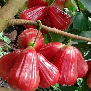 Air-Layered Red Wax Apple Tree – Rose Apple (Jambu Air) – 3 Gallon Pot – No Shipping to HI