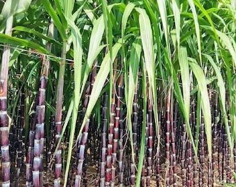 Purple Sugarcane Cuttings (20 Pack) | Fresh Planting Canes | No Shipping to CA