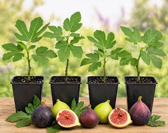 Fig Trees Live Set of 4 – Starter Fruit Plants for Outdoor Growing